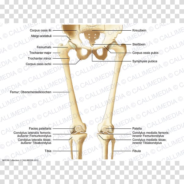 Finger Bone Hip Knee Human leg, Skeleton transparent background PNG clipart