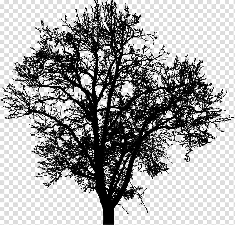 Tree Silhouette Branch Drawing , tree silhouette transparent background PNG clipart