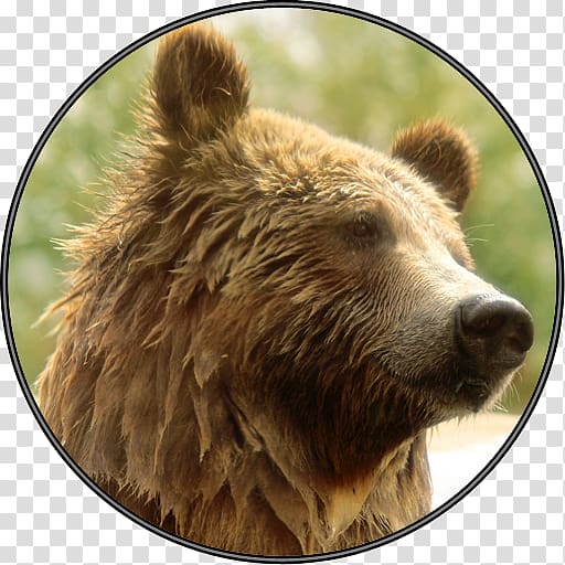 Grizzly bear Wildlife Alaska Peninsula brown bear Terrestrial animal, Bear roar transparent background PNG clipart