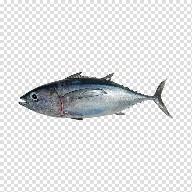 Mackerel Albacore Atlantic bluefin tuna Pacific bluefin tuna Southern bluefin tuna, fish transparent background PNG clipart