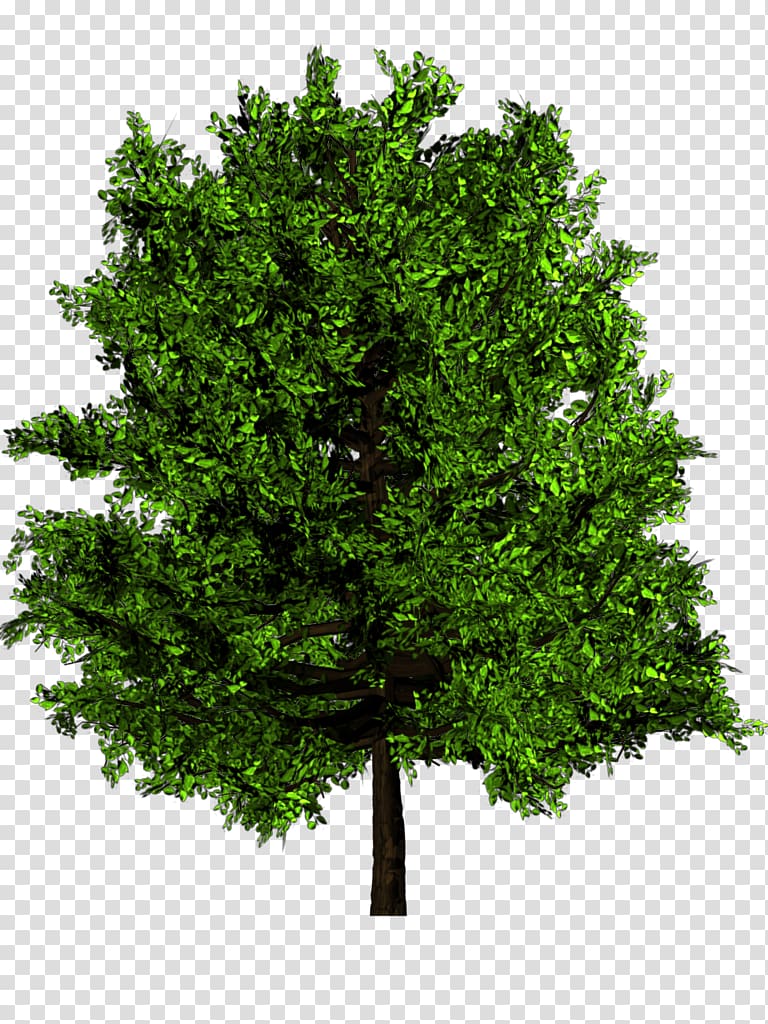 Slippery elm Ulmus minor Venerable Trees: History, Biology, and Conservation in the Bluegrass Ulmus americana, tree plan transparent background PNG clipart