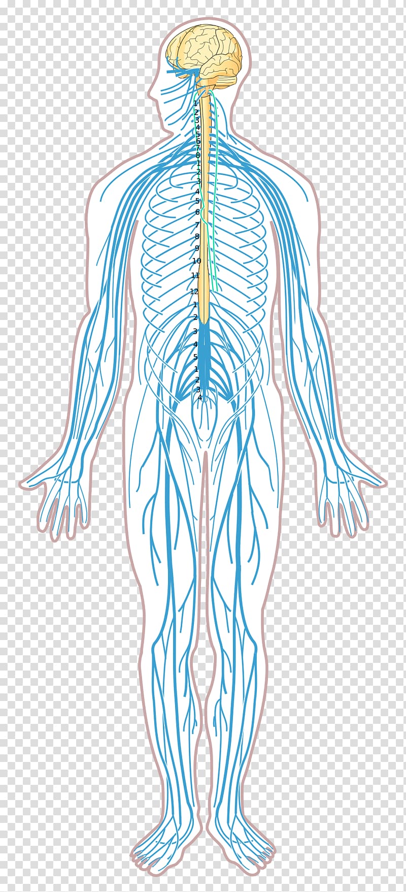 Nervous System Diagram Drawing : Image Showing Human Nervous System Stock Vector 232256014 ...