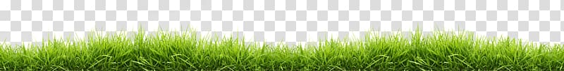 green grass illustration, Small Line Of Grass transparent background PNG clipart