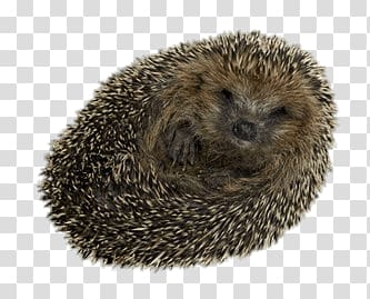 hedgehog, Hedgehog Rolled Up transparent background PNG clipart