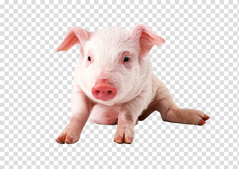 Vietnamese Pot-bellied Miniature pig , Tare pig transparent background PNG clipart