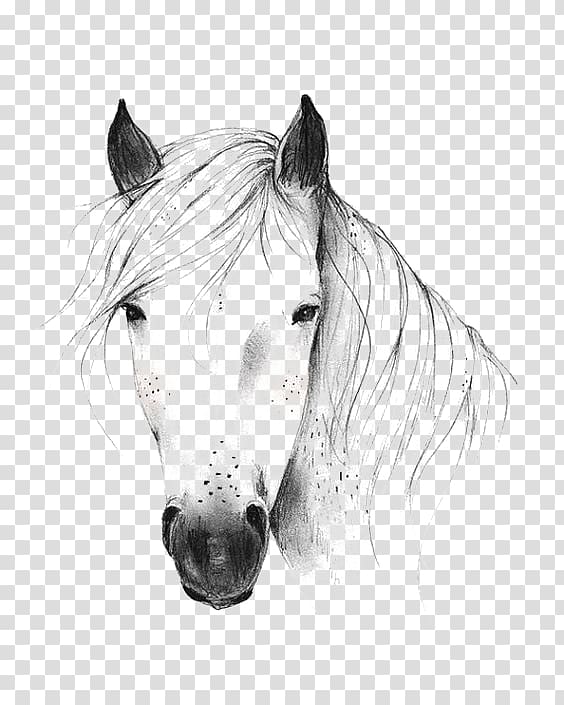 whitehorse transparent background PNG clipart