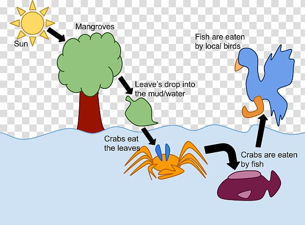 Bird Illustration Brand Human behavior, coral reef mangroves transparent background PNG clipart