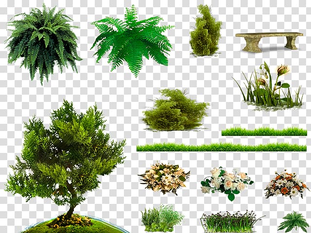 Pine family Vegetation Soil Biome Trunk, Qutb Minar transparent background PNG clipart