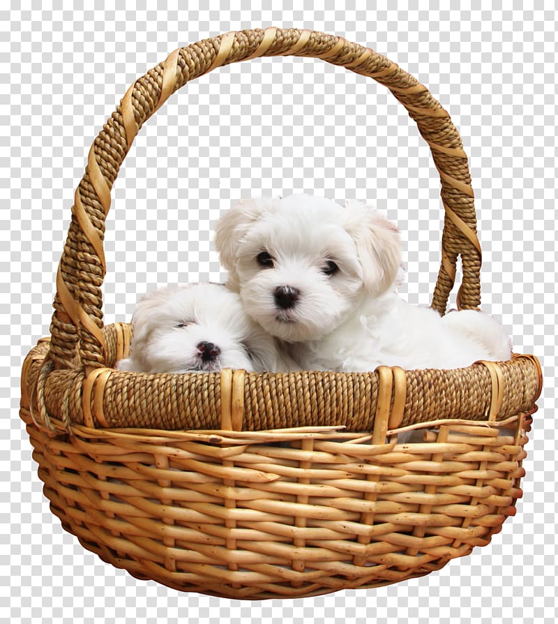 two white puppies on beige wicker basket , Maltese dog Bichon Frise Dalmatian dog Siberian Husky Morkie, Puppy transparent background PNG clipart
