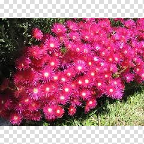 Plant Mesembryanthemum Pig Carpobrotus edulis Color, rockery transparent background PNG clipart