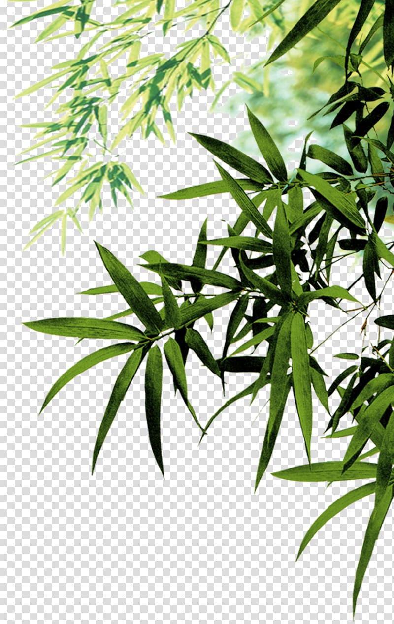 Bamboo Leaf Ink Icon, Bamboo leaves, green bamboo leaf during daytime transparent background PNG clipart