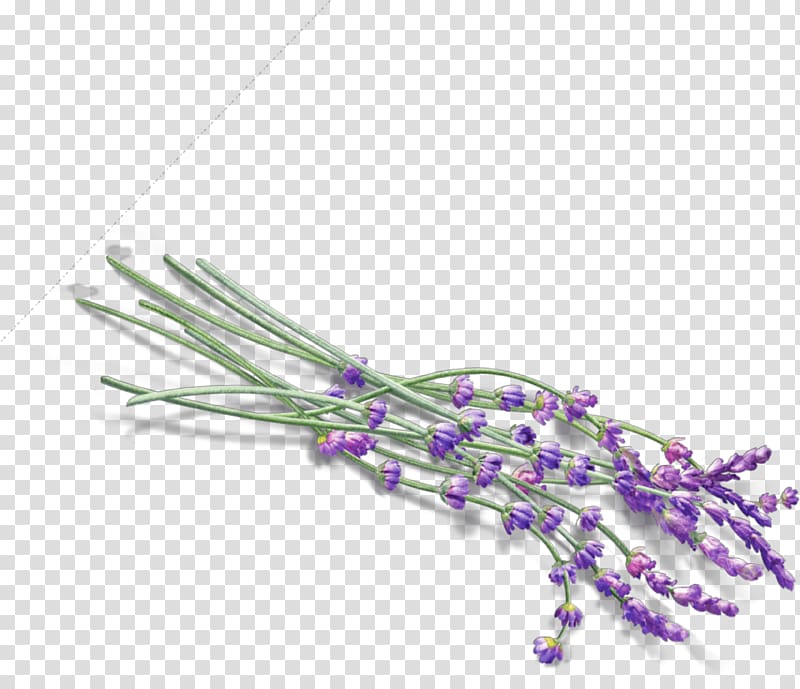 English lavender Lavender oil , others transparent background PNG clipart