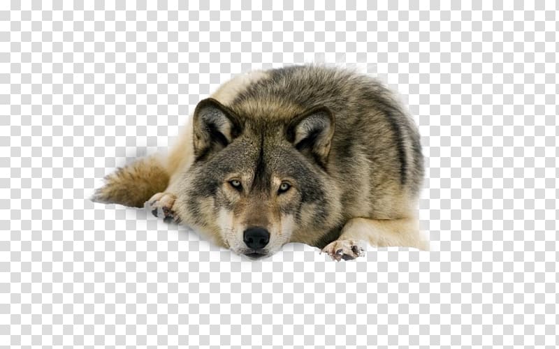 Arctic wolf Desktop Lone wolf Pack Black wolf, others transparent background PNG clipart