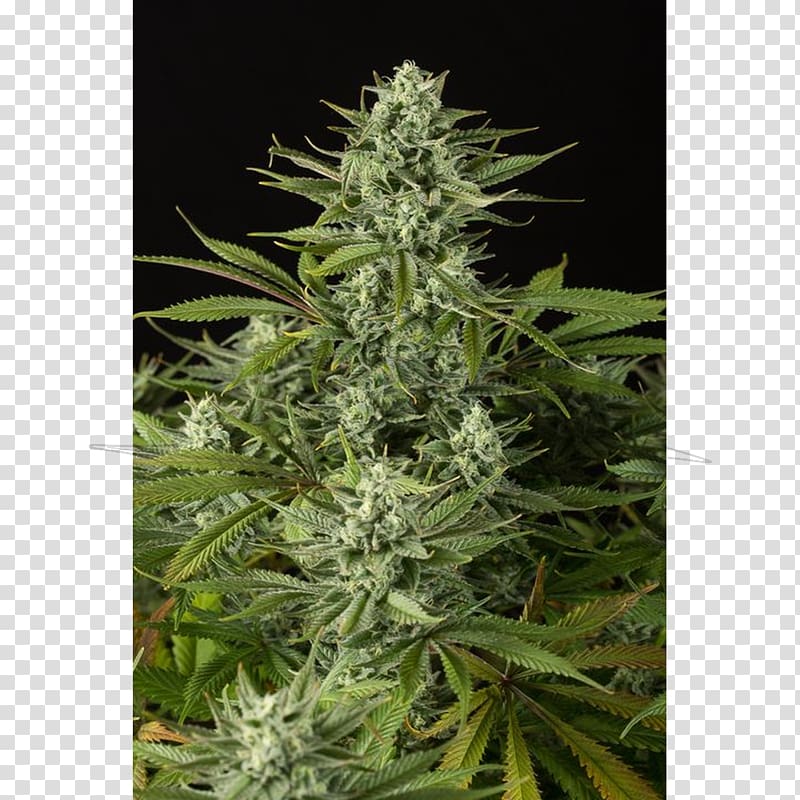 Cannabidiol Medical cannabis Cannabis sativa Autoflowering cannabis, cannabis transparent background PNG clipart