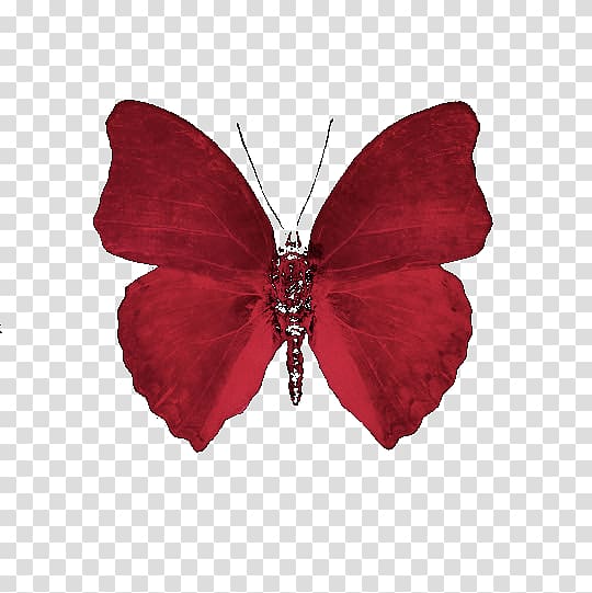 Desktop Aesthetics , M Butterfly transparent background PNG clipart