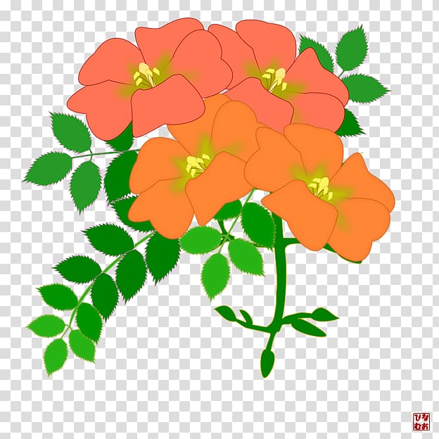 Campsis grandiflora Cut flowers Floral design, botanical flowers transparent background PNG clipart