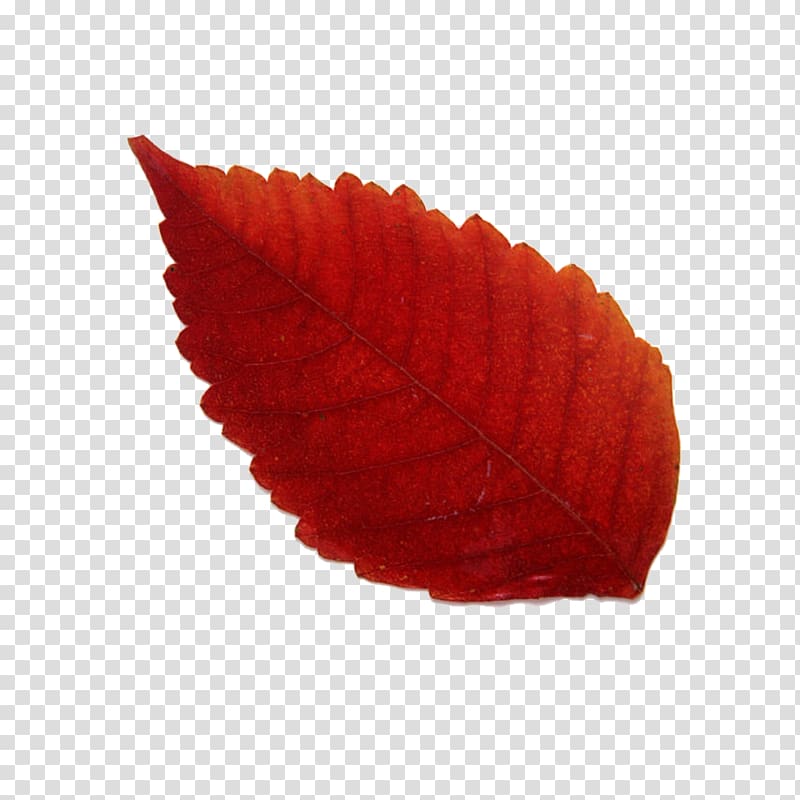 Maple leaf Red Yellow, leaf transparent background PNG clipart