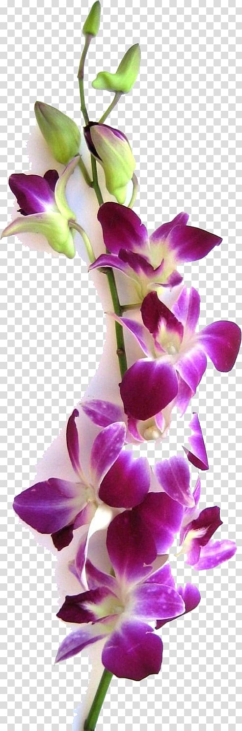 Dendrobium Orchids Flower Plant stem, flower transparent background PNG clipart