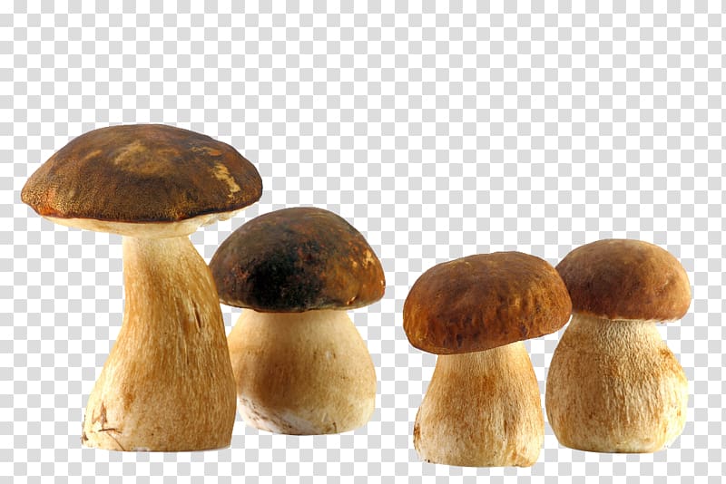Boletus edulis Edible mushroom Fungus Common mushroom, Fresh mushrooms transparent background PNG clipart