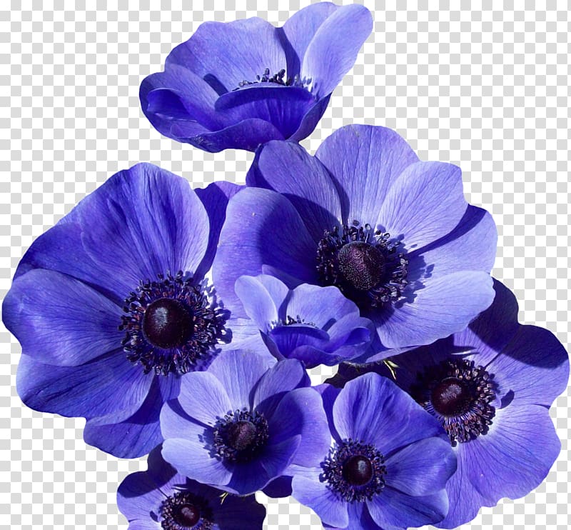 , blue flower transparent background PNG clipart