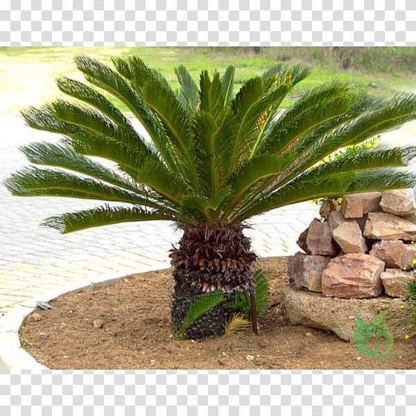 Sago palm Cycad Arecaceae Garden, plant transparent background PNG clipart