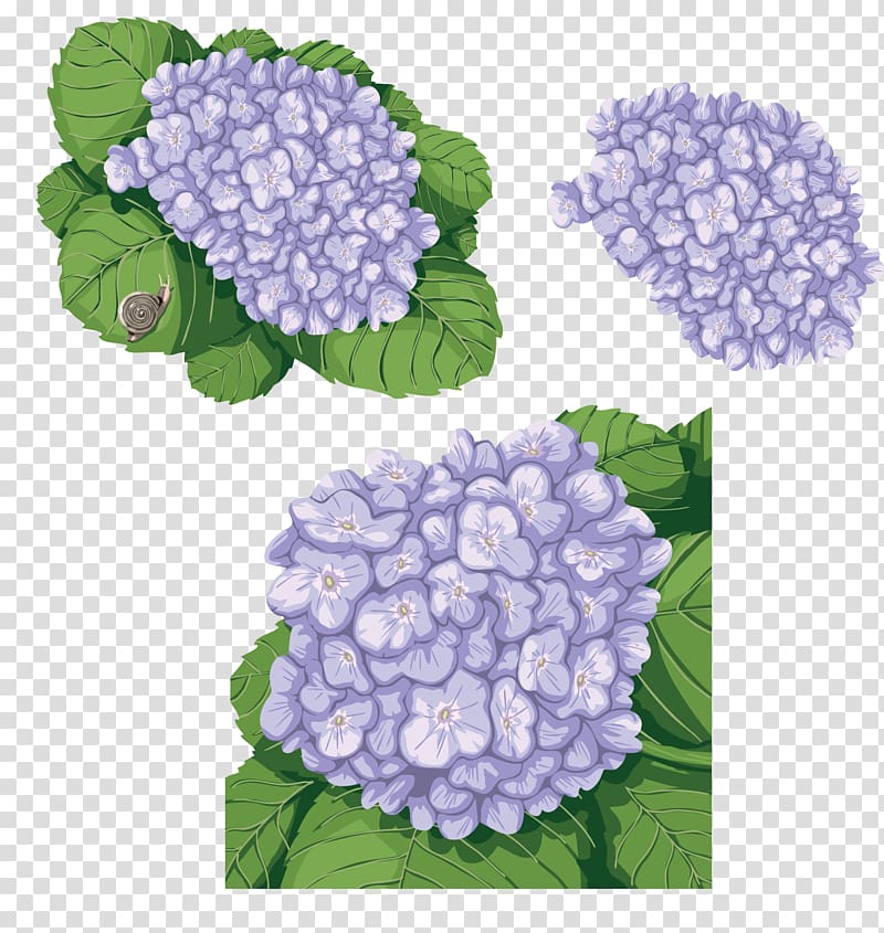 French hydrangea Flower , hand painted cactus transparent background PNG clipart