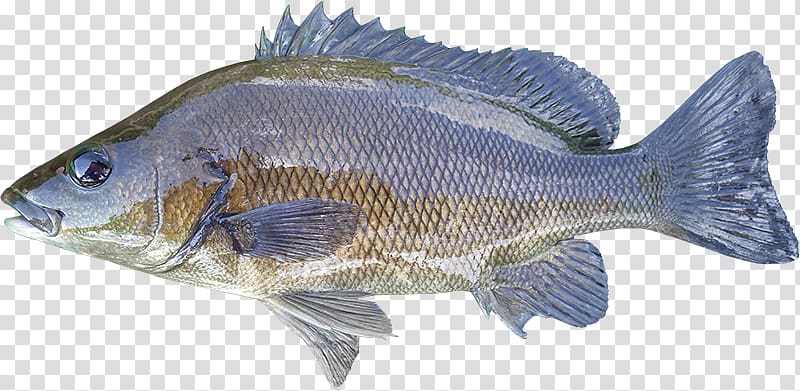 Tilapia Sooty grunter Syncomistes Animal Fish, River FISH transparent background PNG clipart