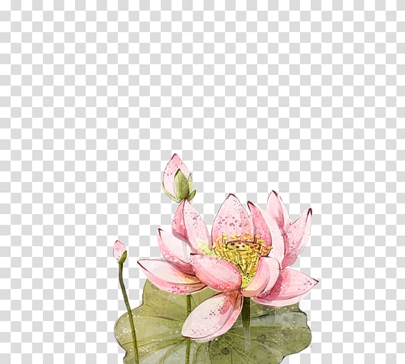 Floral design Nelumbo nucifera, Hand-painted lotus transparent background PNG clipart