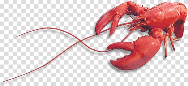 Lobster transparent background PNG clipart