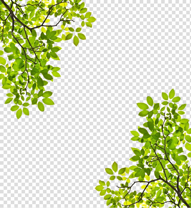 Tree Branch Leaf Trunk , Symmetrical tree top transparent background PNG clipart