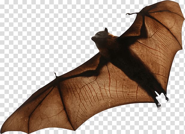 brown bat, Bat transparent background PNG clipart