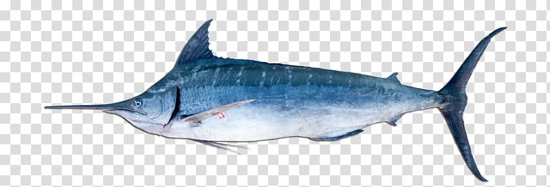 Billfish Atlantic blue marlin Black marlin Marlin fishing, Fishing transparent background PNG clipart