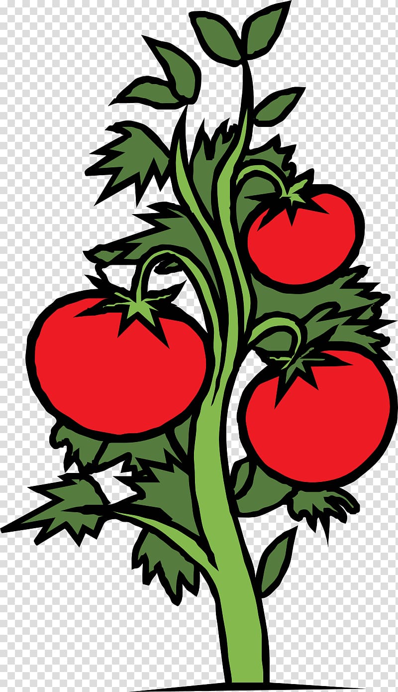Cherry tomato Plant Vegetable , tomato transparent background PNG clipart