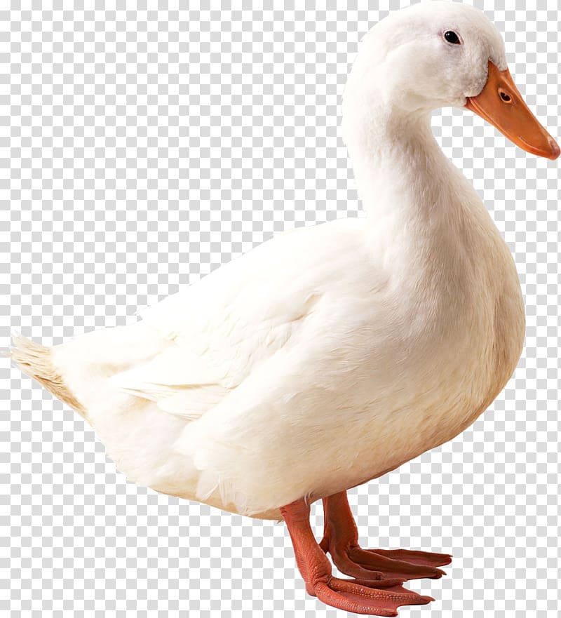 American Pekin Duck Mallard, White duck transparent background PNG clipart