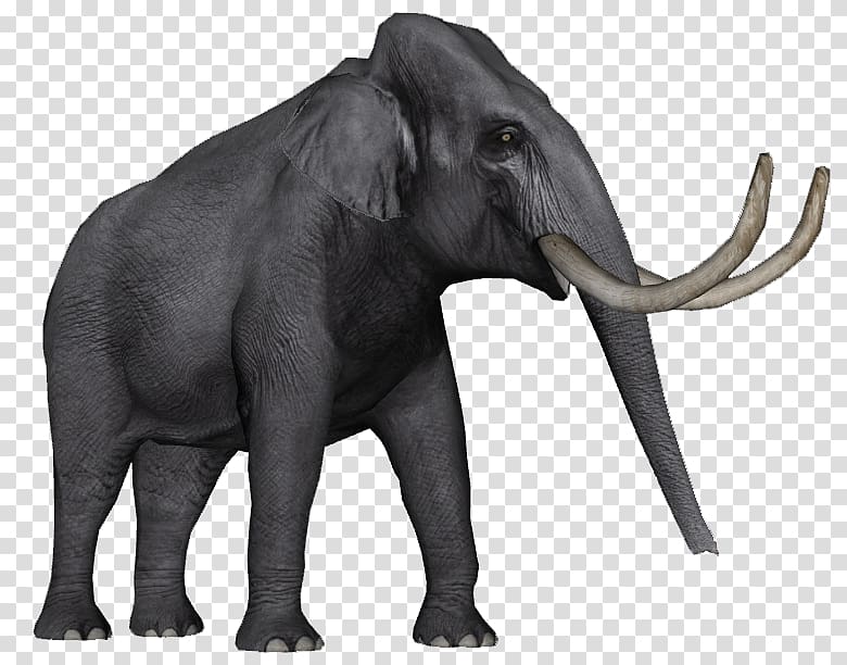 African elephant Asian elephant Zoo Tycoon 2 Elephantidae Elephas hysudrindicus, Asian Elephant transparent background PNG clipart