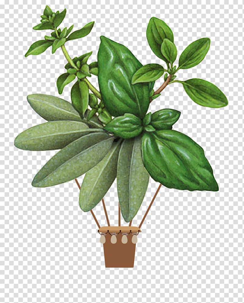 Herb Summer savory Botanical illustration Basil Botany, basil transparent background PNG clipart