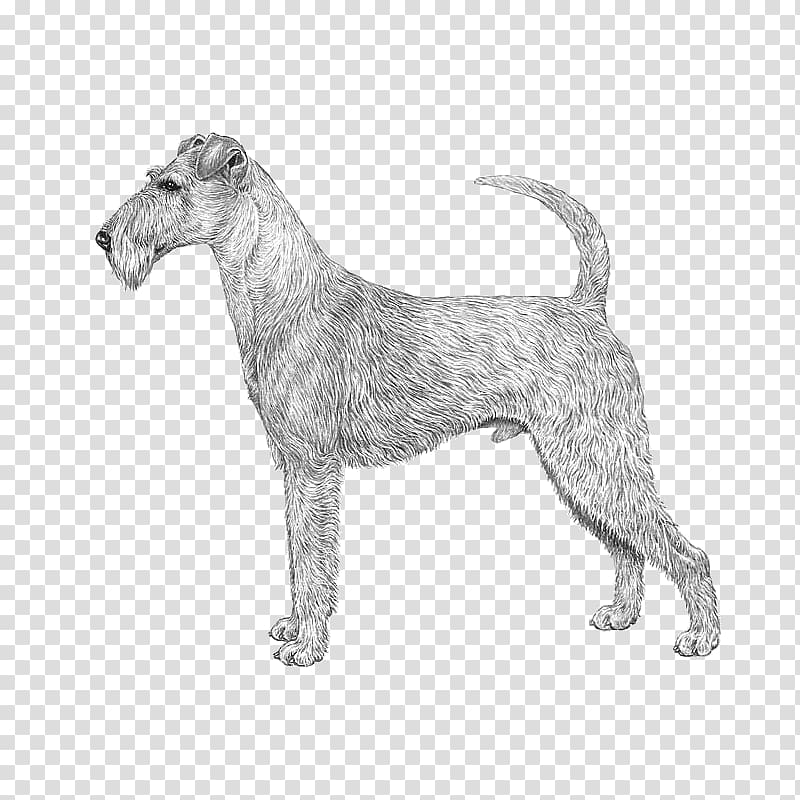 Miniature Schnauzer Standard Schnauzer Irish Terrier Wire Hair Fox Terrier Lakeland Terrier, puppy transparent background PNG clipart