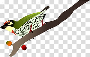 Beak, design transparent background PNG clipart thumbnail