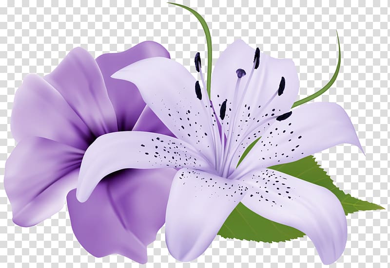 purple lily and Petunia flowers illustration, Flower Purple , Purple Two Exotic Flowers transparent background PNG clipart