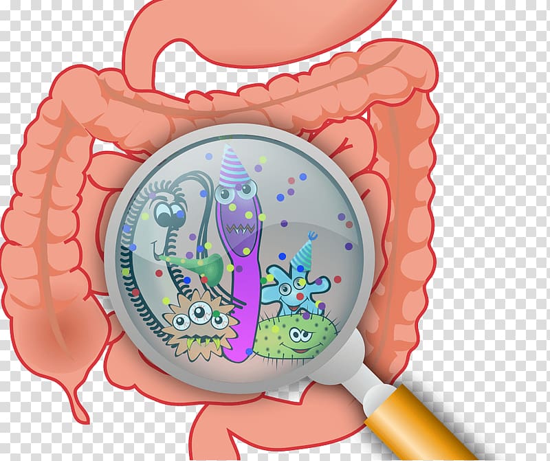 Gastrointestinal tract Gut flora Small intestinal bacterial overgrowth Gastrointestinal disease, bacteria animada transparent background PNG clipart