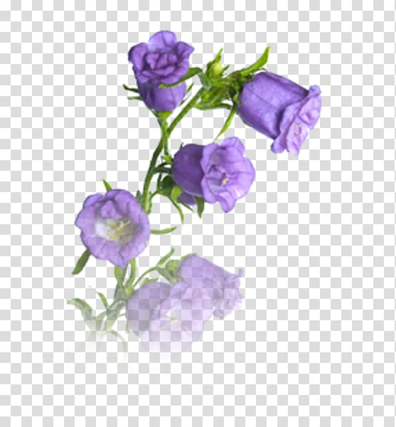 Portable Network Graphics Harebell, bellflower transparent background PNG clipart
