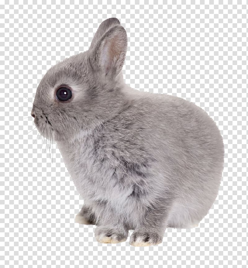 Rabbit, Easter Rabbit transparent background PNG clipart