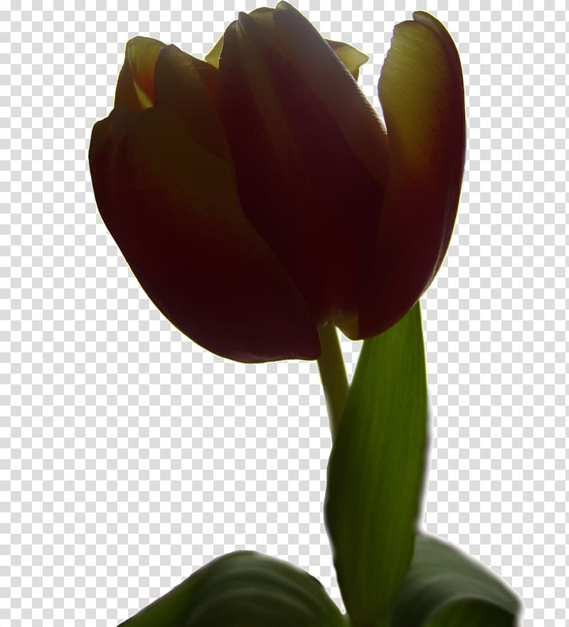 Creative Commons license Public domain Tulip, tulips transparent background PNG clipart