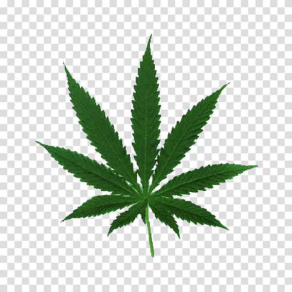 Cannabis ruderalis Leaf Cannabis cultivation Legalization, cannabis transparent background PNG clipart