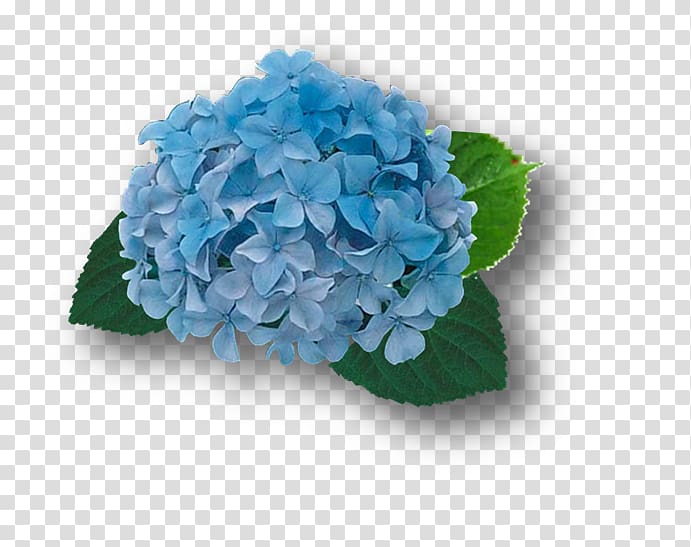 French hydrangea Blue Cut flowers Plant, hortensia transparent background PNG clipart