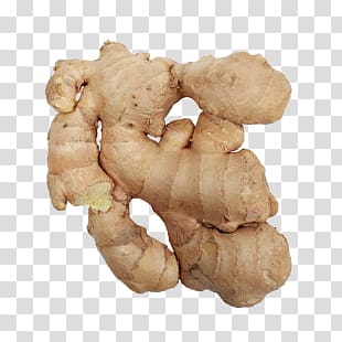 Ginger transparent background PNG clipart