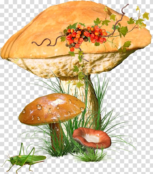 Edible mushroom Common mushroom Poster , mushroom transparent background PNG clipart