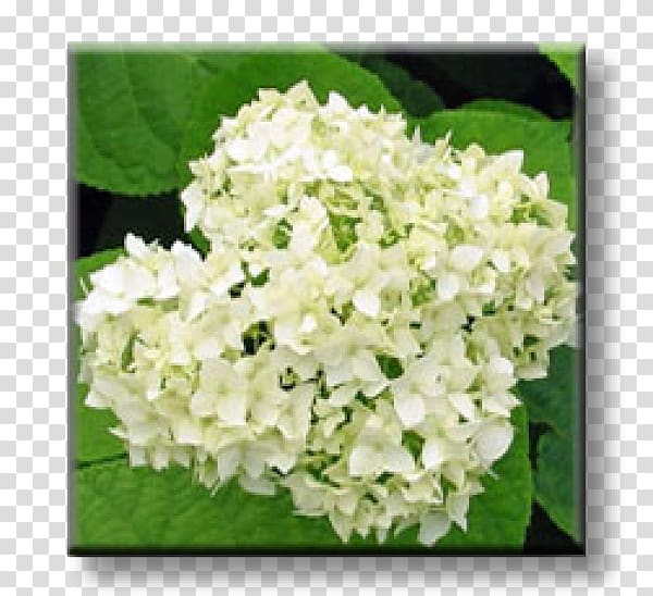 Hydrangea Shrub Garden Common Hibiscus Rose, hydrangeas transparent background PNG clipart