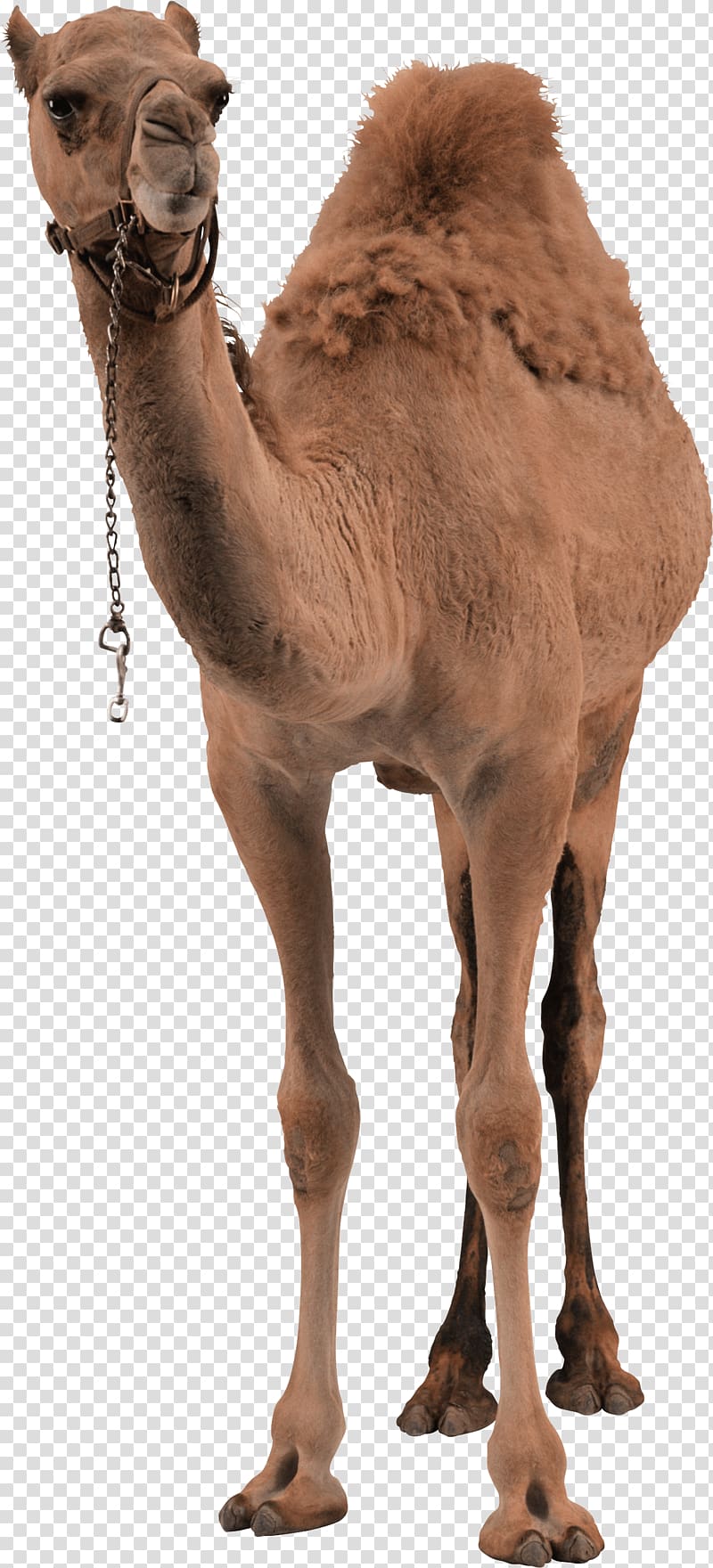 brown camel, Bactrian camel Dromedary, Camel transparent background PNG clipart