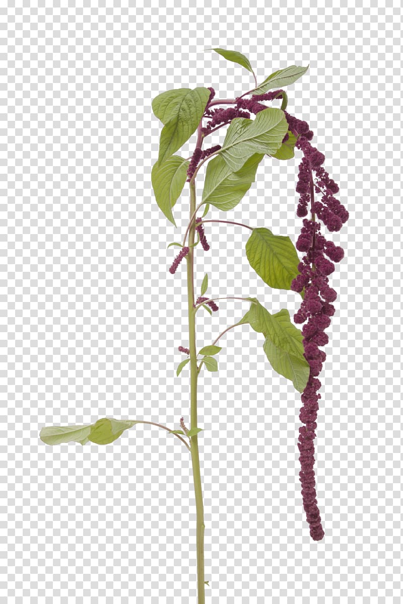 Love-Lies-Bleeding Red amaranth Flowering plant Plant stem, atmosphere was strewn with flowers transparent background PNG clipart
